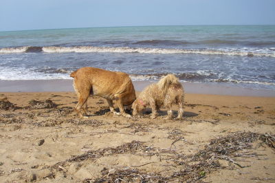 Meine 2 Dreckspatzen