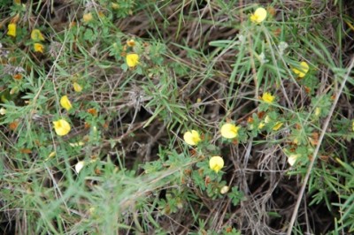 26.JPG (162.6 KiB) 2039 mal betrachtet dort gelbe Blüten,