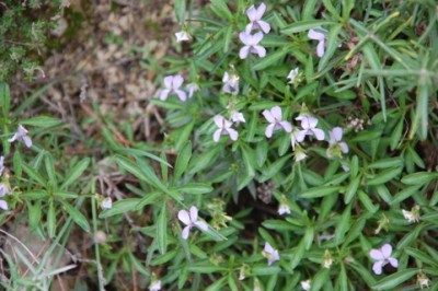 33 Viola arborescens.JPG (155.56 KiB) 2039 mal betrachtet und Viola arborescens beenden unseren Rundweg, der gerade einmal eine Stunde gedauert hat.