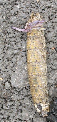 Raupe IMG_0356_kl.jpg