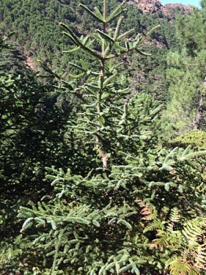image.jpg (156.15 KiB) 2575 mal betrachtet Dies ist die seltene Pinsapo, sieht irgendwie aus wieein gelungener Weihnachtsbaum...