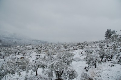 Ernte 2009-2010.JPG
