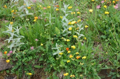 Wildblumenwiese