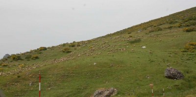 DSC_1485 Schafe und Stangen zum Messen der Schneehöhe.JPG (83.64 KiB) 7351 mal betrachtet Schafe an kargen Gebirgshängen, an den Straßen Schneestangen für den Winter