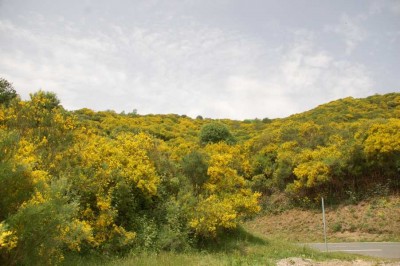 DSC_1417 Farbe und Duft.JPG (126.18 KiB) 7351 mal betrachtet Duft und Farbe