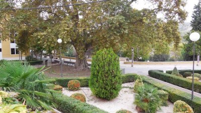 Der Paseo de plátano, auf dem eine prächtige Platane (Platanus Orientalis) steht. <br />Diese Allee wurde schon 1824 erwähnt. (Foto Josefine)