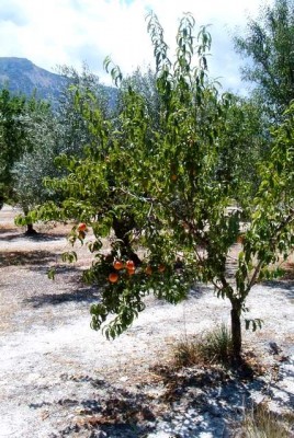 Unser Pfirsichbaum vor 10 Jahren