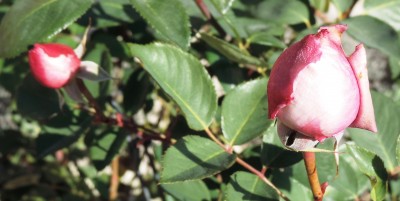 Die Rose Grandiflora Sissi