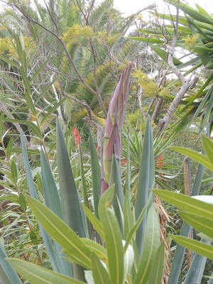 DSCN8833_kl.jpg (232.61 KiB) 2749 mal betrachtet A. tequila