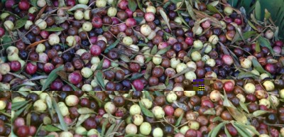 2-maschinengeerntete Gammelfrüchte.JPG (190.93 KiB) 5246 mal betrachtet Blick in die Kisten der "Konkurrenz": Viele liefern Gammelfrüchte an, die braunen Oliven sind faul!!!