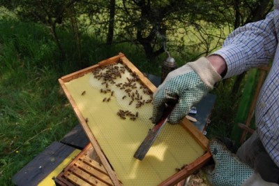 Biene4.JPG (134.31 KiB) 3521 mal betrachtet Bienenwabe mit größtenteils verdeckelten Honigzellen