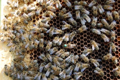 Bei der leuchtend grün markierten Biene handelt es sich um eine Königin (Weisel)