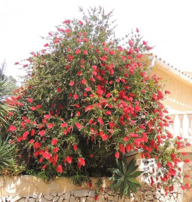 callistemon_kl.jpg