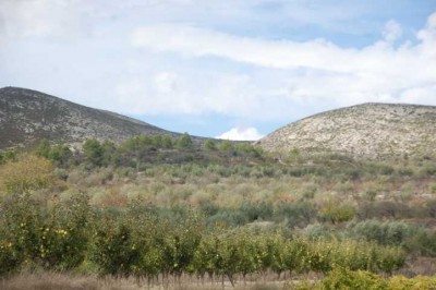 Oliven- und Obstbäume im Oktober