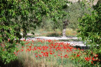 Klatschmohn