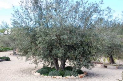 silbriger Lavendel unter Olive auf dem Parkplatz