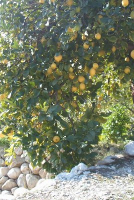 Zitronenbaum auf steinigem Bancal (Terrasse)