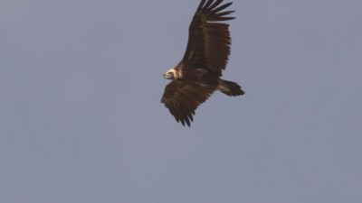 K640_DSC08269.JPG (54.5 KiB) 4394 mal betrachtet Die Thermik war noch nicht so stark, und so gelangen mir diese Fotos des Geiers, der über meinen Kopf hinwegrauschte.