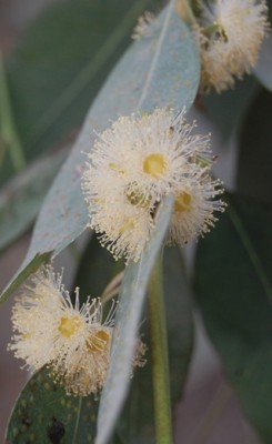 Blühender Eukalyptus