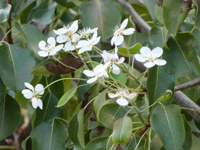 Birnenblüten