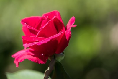 image.jpeg