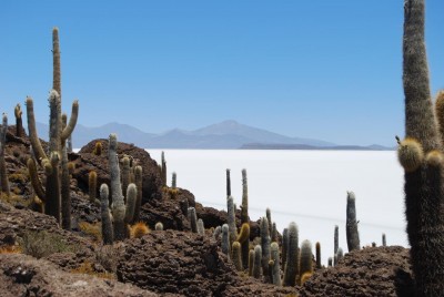 und am Rande überall die reine Salzvegetation, die Kakteen sind mind. 2000 Jahre alt!