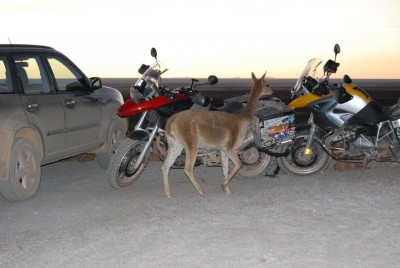 Uyuni Nov 2007 129.jpg (184.54 KiB) 8542 mal betrachtet übernachtet haben wir in einem kleinen Hotel am Ufer des Salars, ganz aus Salzblöcken gebaut und sehr komfortabel. Und da kam doch abends ein Vicunya (wildes Lama), um unsere Fahrzeuge zu beschnuppern