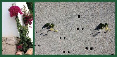 Mauerblümchen.JPG