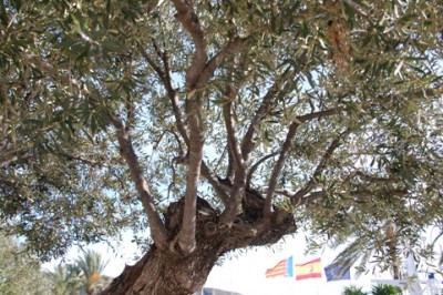 Äste, die eingekürzt wurden mit neuen Trieben