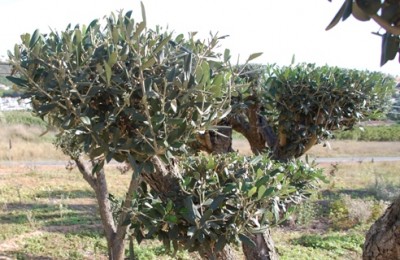 Man sieht vielleicht, dass auch die neuen Triebe ständig geschnitten werden müssen, um die Form zu erhalten.JPG