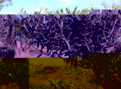 Wenn die Oliven ihre Form behalten sollen: Nachschneiden nicht vergessen