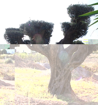 In Form geschnittene Olive - auch sie hat ihren Reiz.JPG