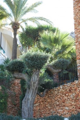 Aber ich muss zugeben: schlecht sehen sie nicht aus, diese kunstvoll beschnittenen Olivenbäume...