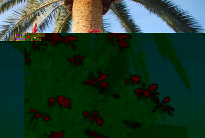 Costa-Blanca-Adventszeit.JPG (126.98 KiB) 8558 mal betrachtet Weihnachtsstern