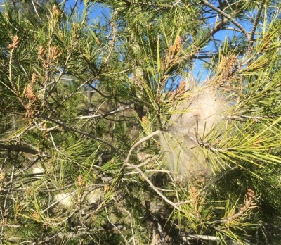 Prozessionsraupennest