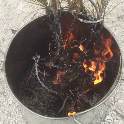 Prozessionsraupen im Feuer a.JPG