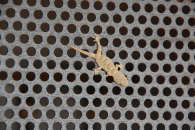 Lochblech DSC_0251.JPG