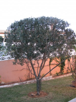 Mein &quot;beschnittener&quot; Olivenbaum