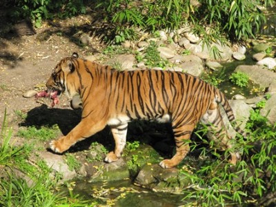 Tiger 02.jpg