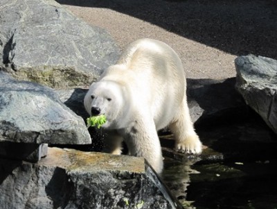 Eisbär 02.jpg