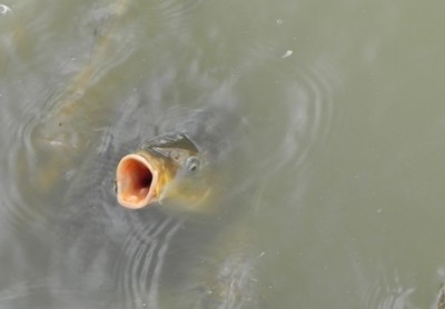 Fisch.jpg