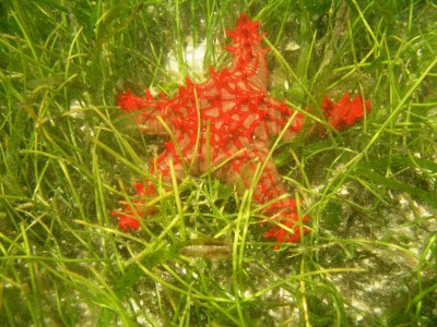 sEESTERN.JPG (3.26 MiB) 4706 mal betrachtet Roter Stern von Afrika oder Red Knob Sea-Star