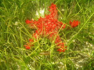 Roter Stern von Afrika oder Red Knob Sea-Star