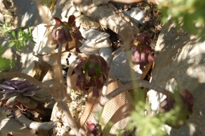 Hängepflanzen3.JPG (167.97 KiB) 3851 mal betrachtet die älteren hingegen trauern.