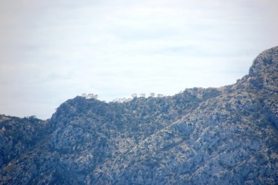 Die Pinien (?) auf dem Bergkamm machten auf mich kürzlich nicht gerade einen gesunden Eindruck....
