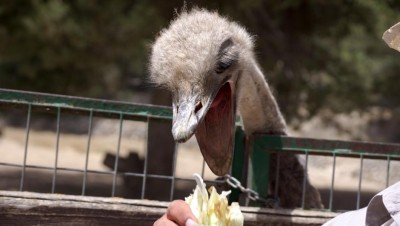 Der Emu frisst aus der Hand.