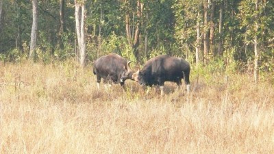 Indische Bisons.