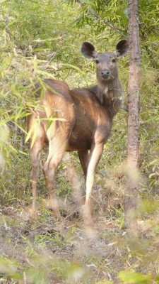Im Bandhavgarh-Nationalpark.