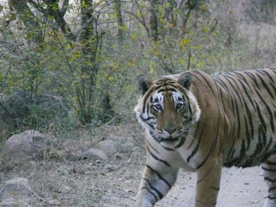 Ein Star-Tiger! Weil die Zeichnung über den Augen Sternen gleichen.