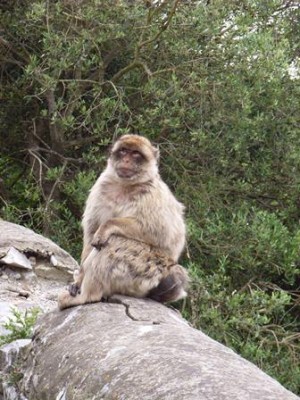 Affe Gibraltar 03.jpg